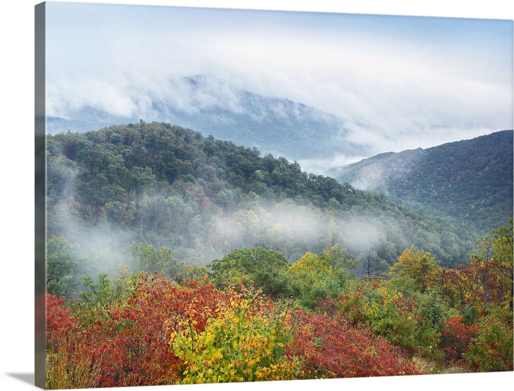 Broadleaf forest in fall colors, Shenandoah National Park, Virginia