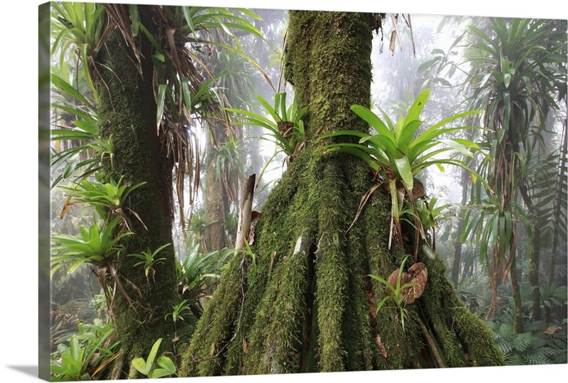 Bromeliad and tree fern at 1600 meters altitude in tropical rainforest,  Colombia Wall Art, Canvas Prints, Framed Prints, Wall Peels