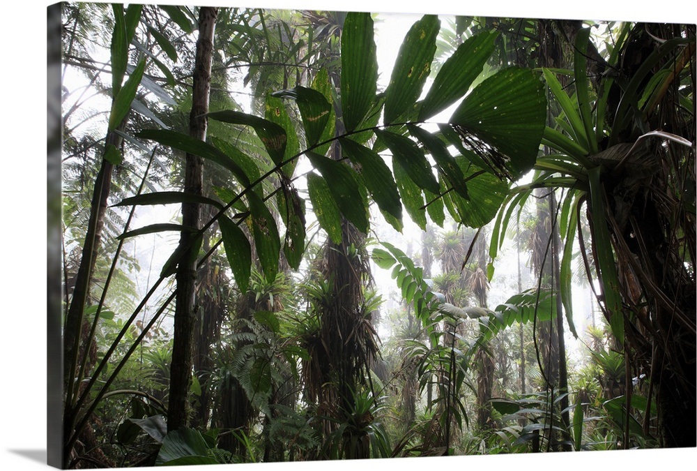 Bromeliad and tree fern at 1600 meters altitude in ...