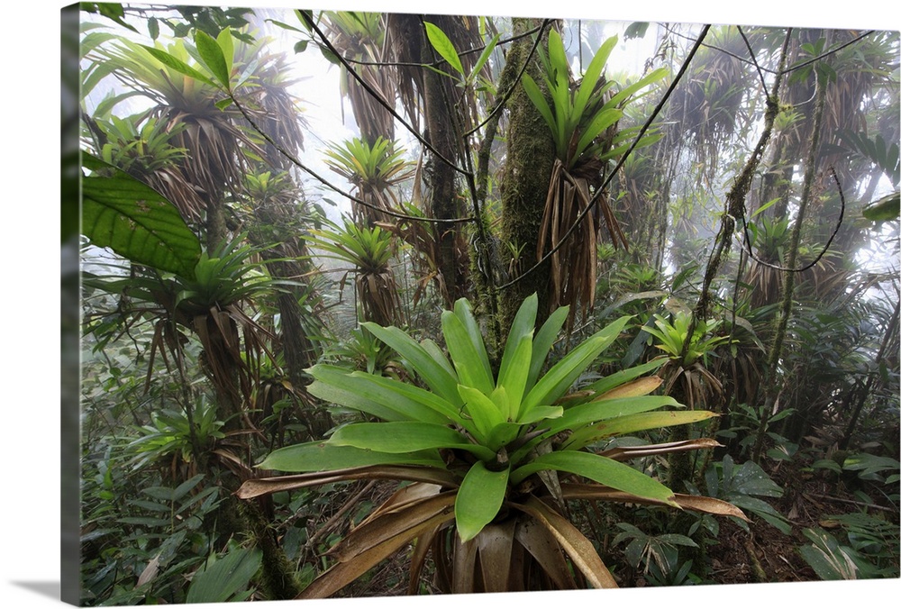 Bromeliad (Bromeliaceae) and tree fern at 1600 meters altitude in tropical rainforest, Sierra Nevada de Santa Marta Nation...