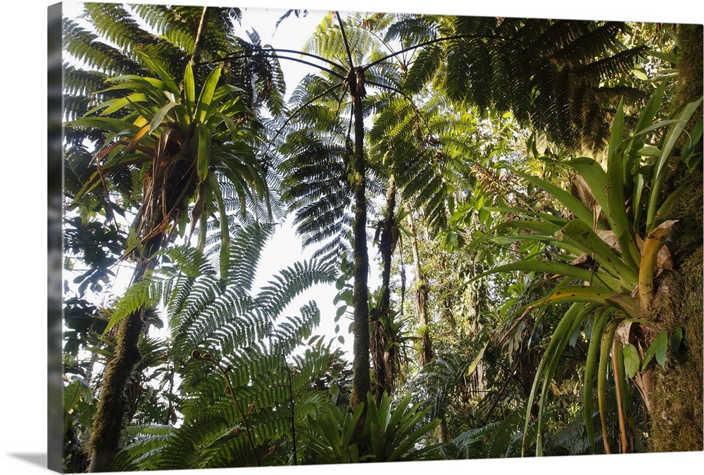 Mountain tropical forest above 1500m bromeliacea and fern tree GuajiraSierra Santa Marta NPCOLOMBIA