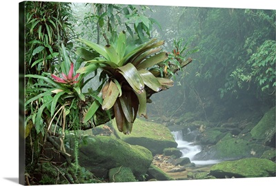 Bromeliads growing along stream in Bocaina National Park Atlantic Forest Brazil