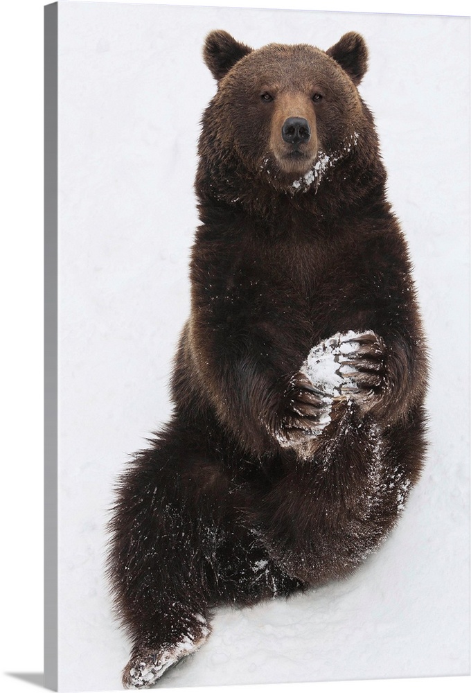 Brown Bear (Ursus arctos) sitting in snow upright and holding its paw, Germany