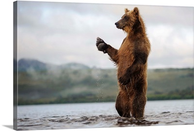 Brown Bear standing in river, Kamchatka, Russia
