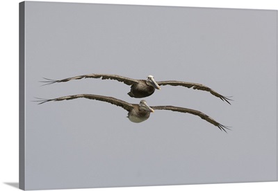 Brown Pelican adult and juvenile flying, Santa Cruz, Monterey Bay, California