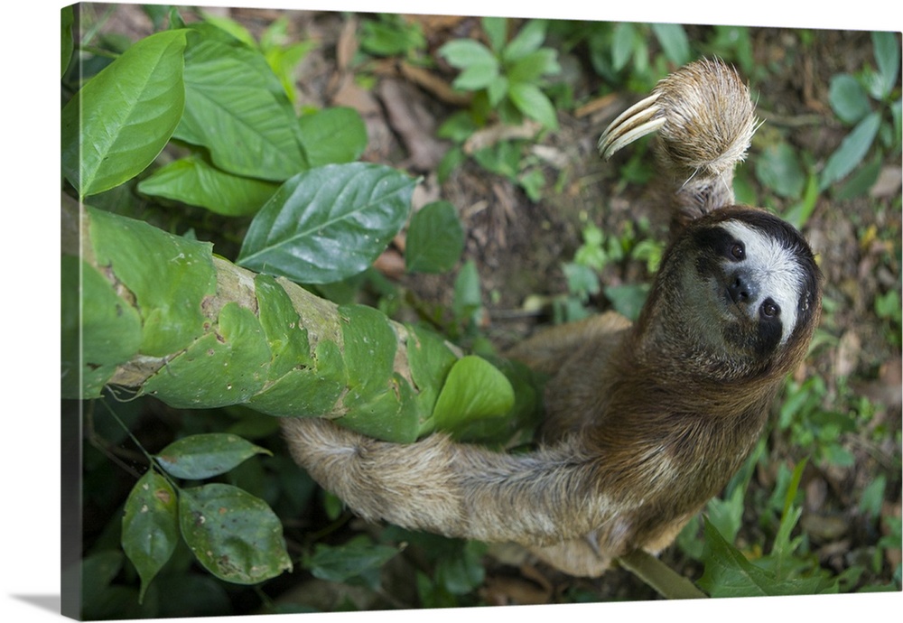 Brown-throated Three-toed Sloth Bradypus variegatusMale climbing treeAviarios Sloth Sanctuary, Costa Rica*Captive - Rescue...