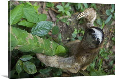Brown-throated Three-toed Sloth (Bradypus variegatus) male climbing tree, Costa Rica
