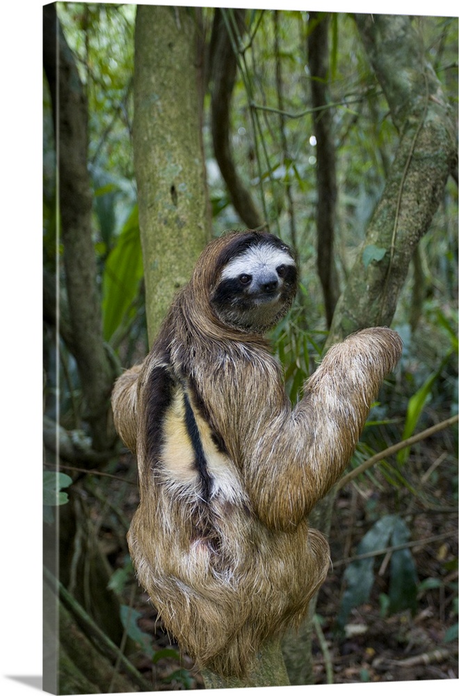 Brown Throated Three Toed Sloth Bradypus Variegatus Male Costa Rica