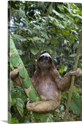 Brown-throated Three-toed Sloth (Bradypus variegatus) male, Costa Rica