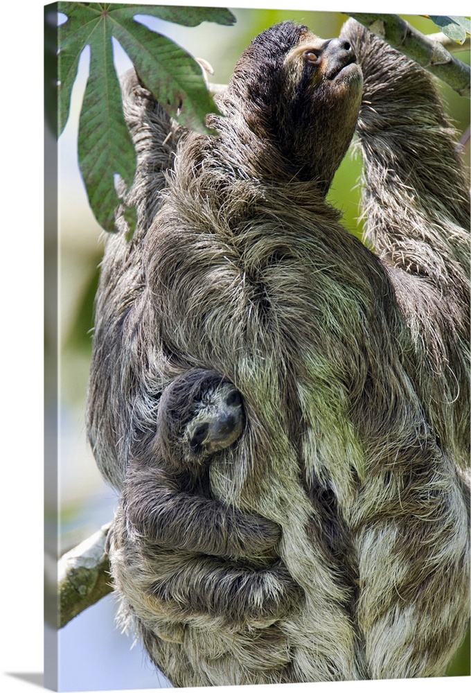 Brown-throated Three-toed Sloth Bradypus variegatusNewborn baby (less than 1 week old) clinging to mother's back as she cl...