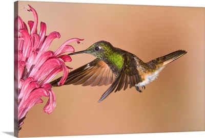 Buff-tailed Coronet hummingbird feeding on flower nectar, Ecuador