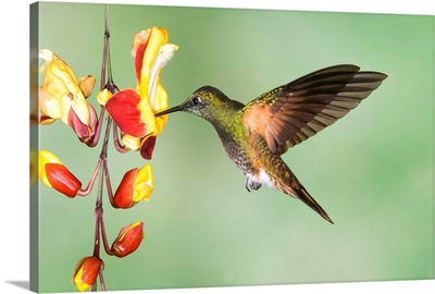 Buff-tailed Coronet hummingbird feeding on flower nectar, Ecuador