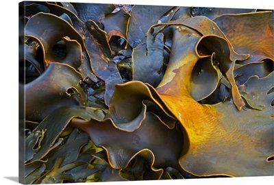 Bull Kelp (Durvillaea antarctica) close-up, Falkland Islands