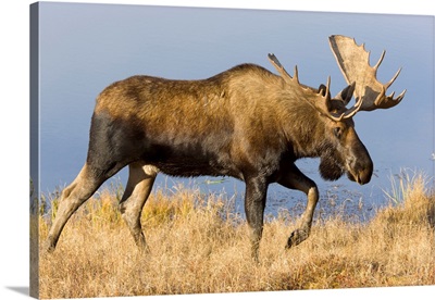 Bull Moose Denali National Park Alaska