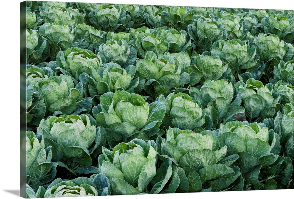 Cabbage field, Santa Cruz, Monterey Bay, California