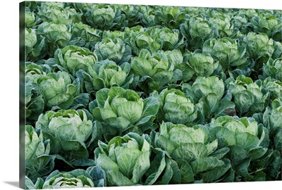 Cabbage field, Santa Cruz, Monterey Bay, California