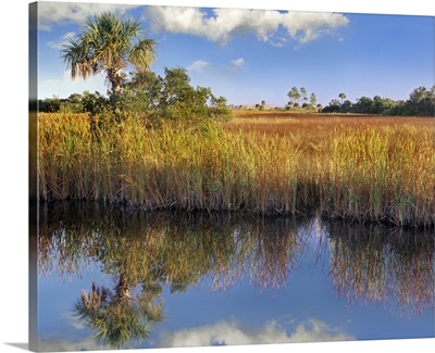 Cabbage Palm (Sabal sp) in wetland, Fakahatchee State Preserve, Florida