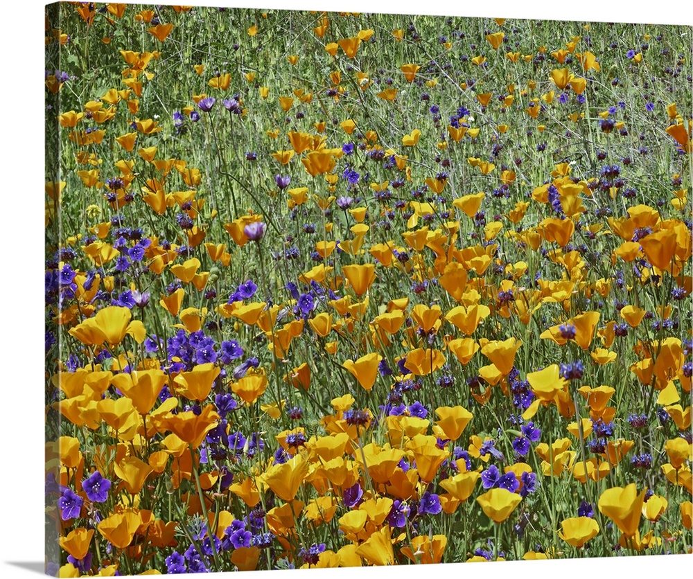 California Poppy and Desert Bluebell flowers, Antelope Valley, California