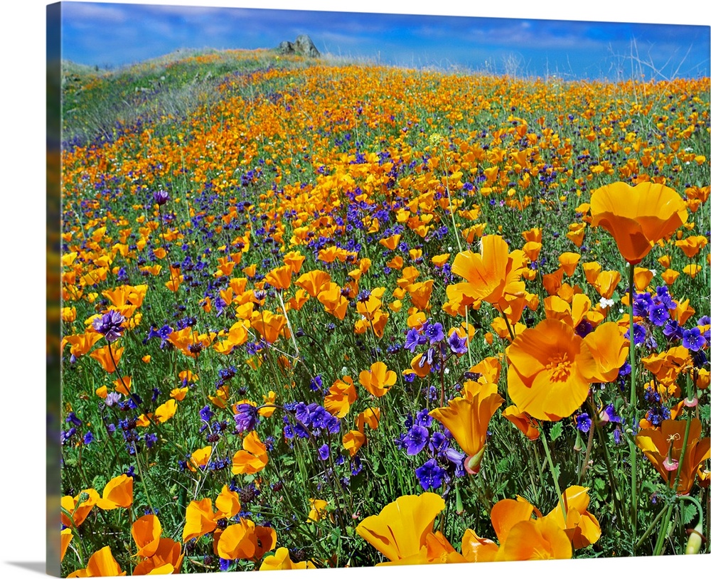 Photograph of hilly flower meadow on a cloudy day.