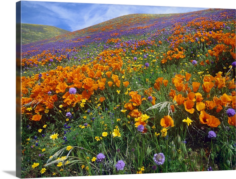 California Poppy and other wildflowers, Antelope Valley, California