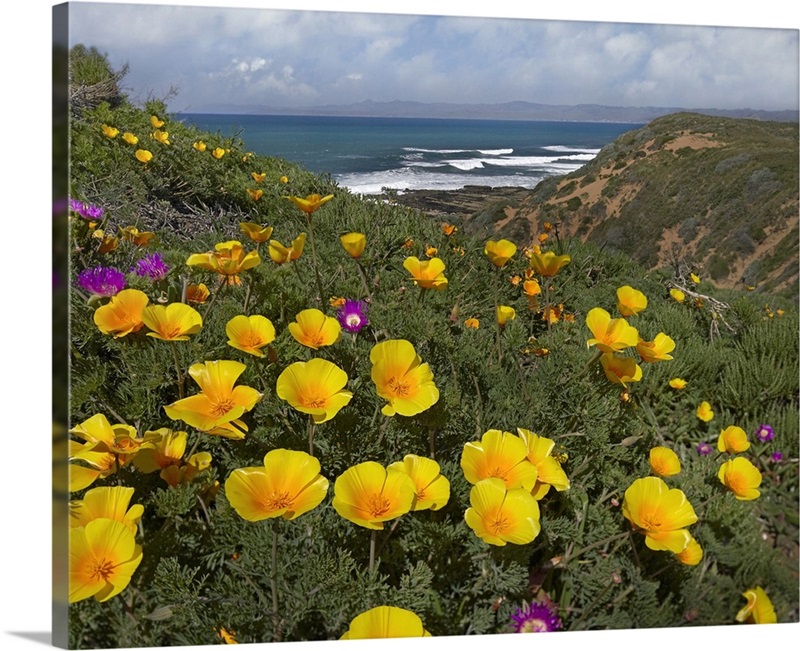 California Poppy (Eschscholzia californica) field, Montano de Oro State ...