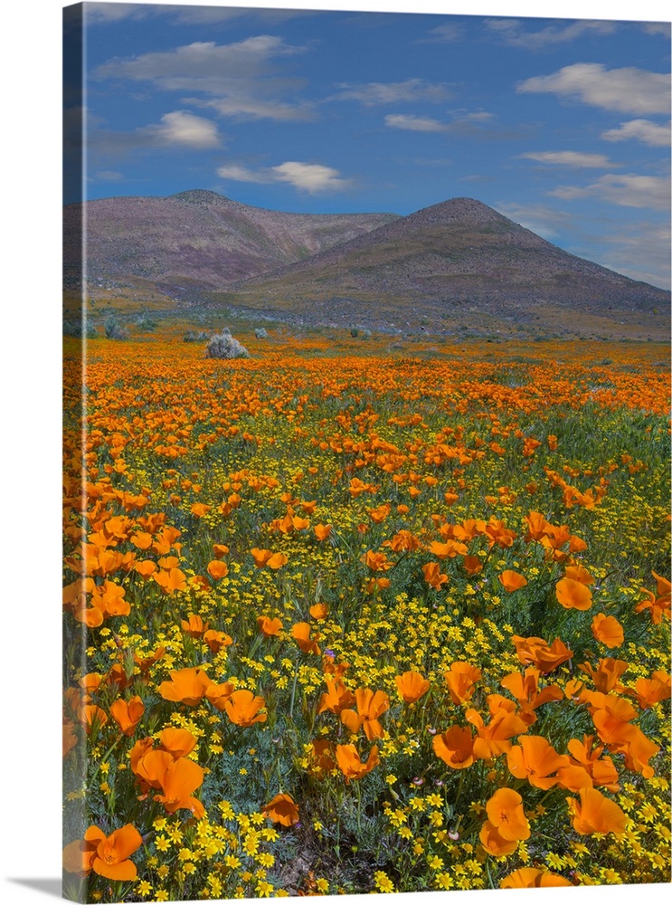 California Poppy superbloom, Antelope Valley, California