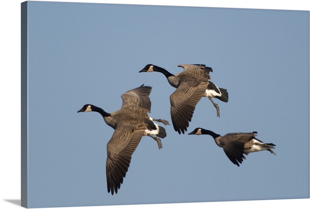 canada goose (Branta canadensis), Flock, Flight, Kellogg Bird Sanctuary, MI