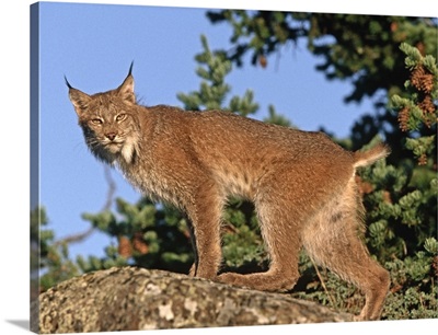 Canada Lynx (Lynx canadensis) climbing on rock, North America