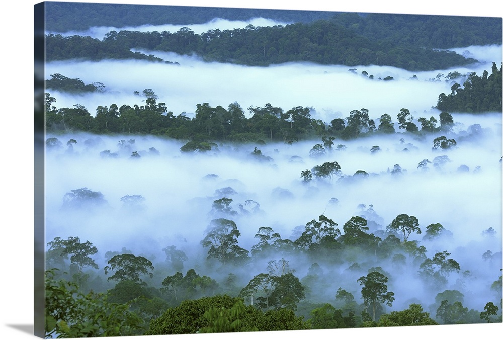 Canopy of lowland rainforest at dawn with fog, Danum Valley Conservation Area, Borneo, Malaysia