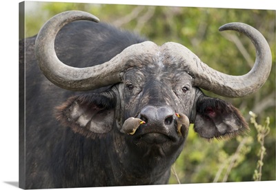 Cape Buffalo bull with Yellow-billed Oxpecker pair picking insects from nostrils, Kenya