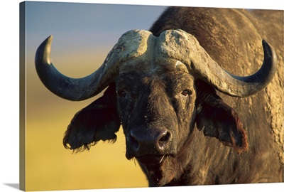 Cape Buffalo (Syncerus caffer) portrait, Kenya