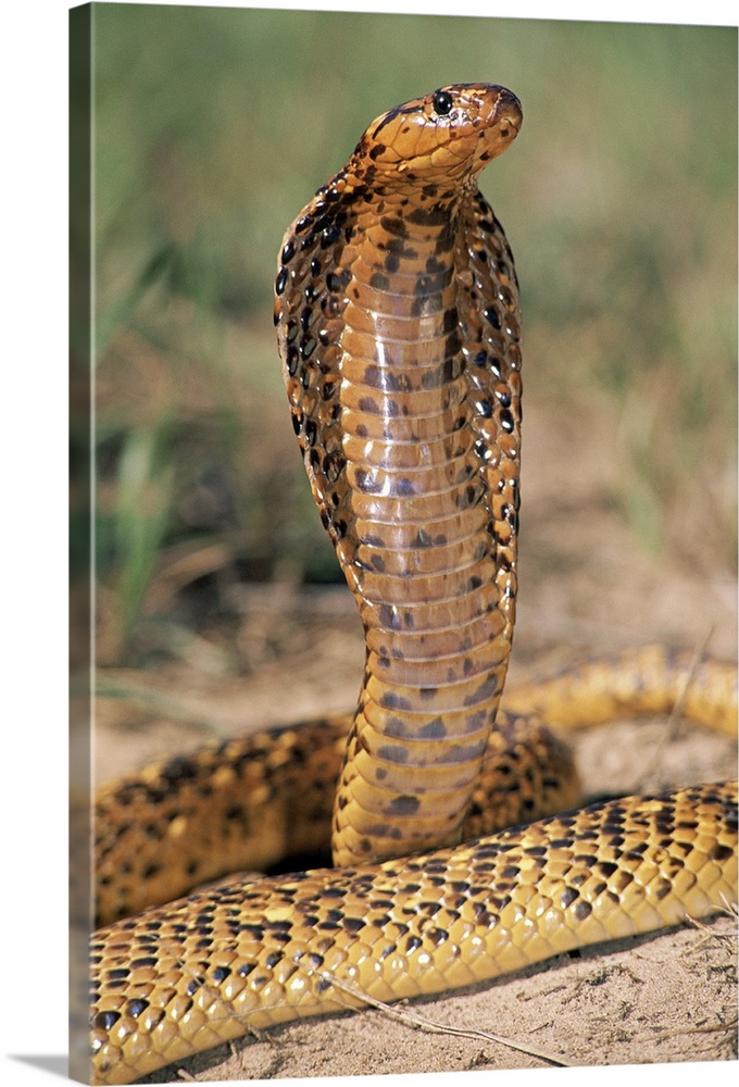 Cape Cobra (Naja nivea) speckled morph, in defensive display, showcasing hood threat, Africa