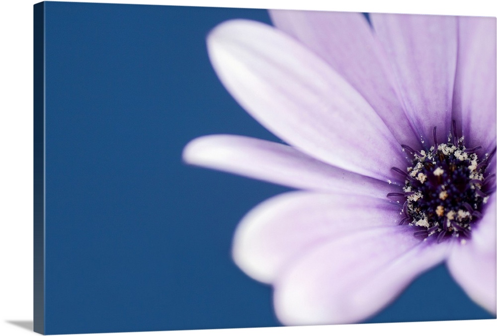 Close-up of a Blue-eyed Daisy against a solid background.