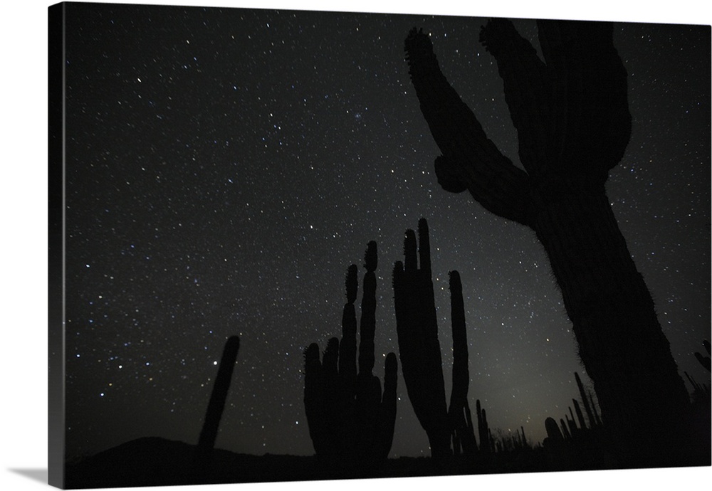 Elephant cactus / Pachycereus pringlei  by night with stars Vizcaâ_¢no  desertBaja california Mexico