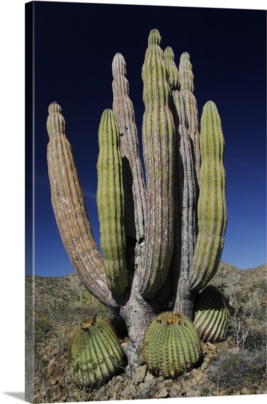 Cardon (Pachycereus pringlei) cactus, Santa Catalina Island, Sea of ...