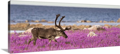 Caribou male in a field of fireweed, Hudson Bay, Canada