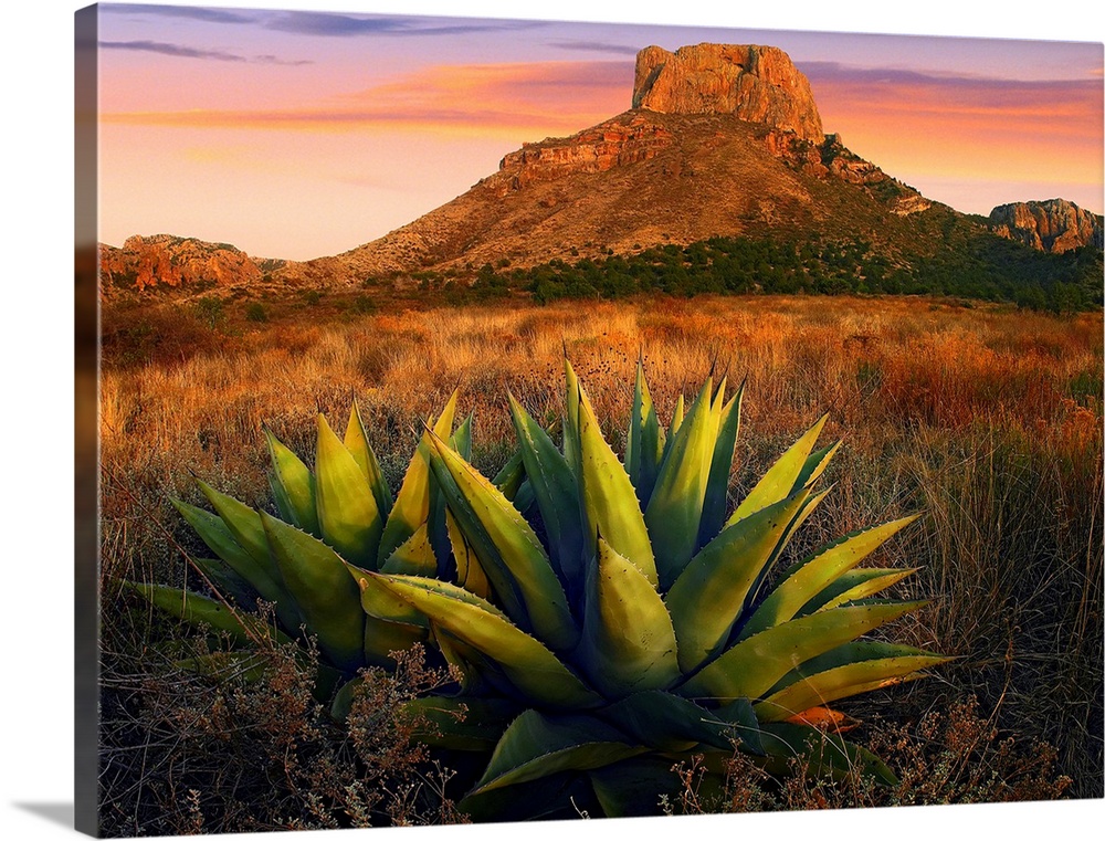 Horizontal, large photograph of Agave plants in a large field, Casa Grande butte in the background, in Big Bend National P...