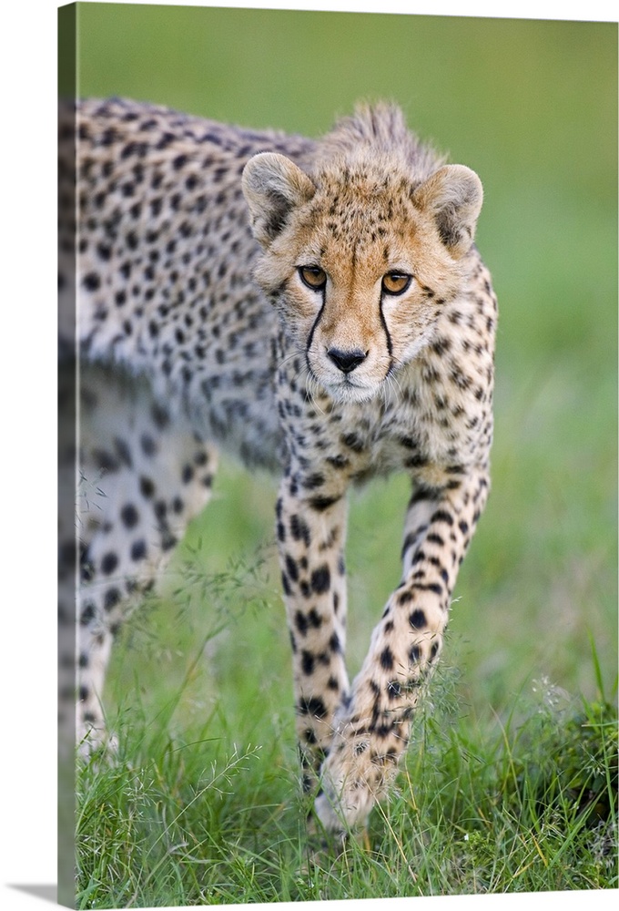 Cheetah (Acinonyx jubatus) 6 month old cub, Masai Mara National Reserve, Kenya