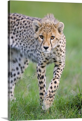 Cheetah, 6 month old cub