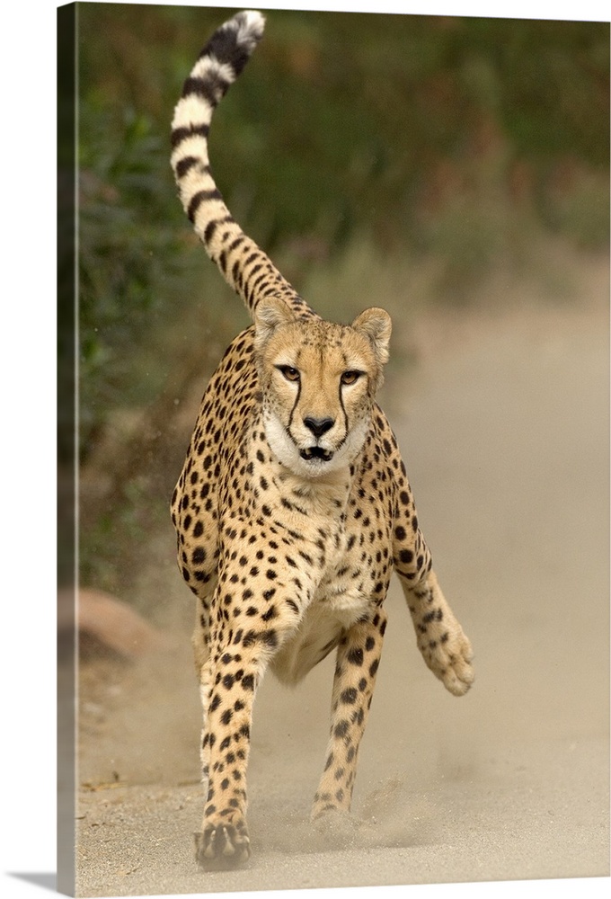 Cheetah (Acinonyx jubatus) in mid-stride, sequence 1 of 3