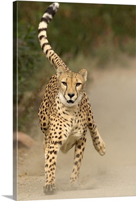 Cheetah (Acinonyx jubatus) in mid-stride