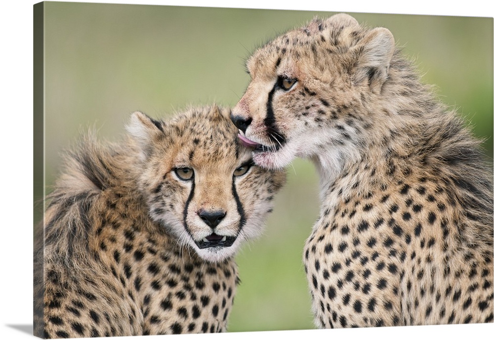 Cheetah cubs licking each other, Ol Pejeta Conservancy, Kenya