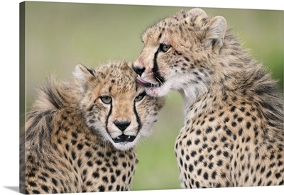 Cheetah cubs licking each other, Ol Pejeta Conservancy, Kenya