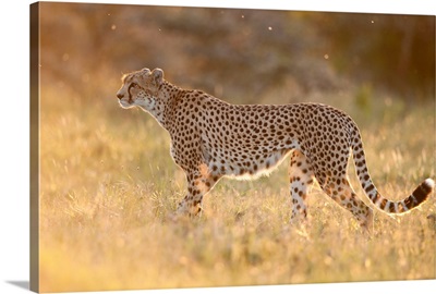 Cheetah in grassland, Ol Pejeta Conservancy, Kenya