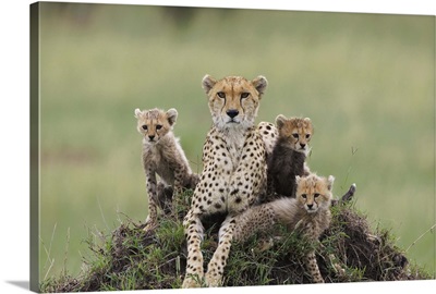 Cheetah mother and eight to nine week old cubs