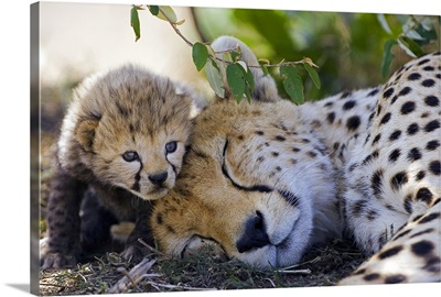 Cheetah mother and seven day old cub