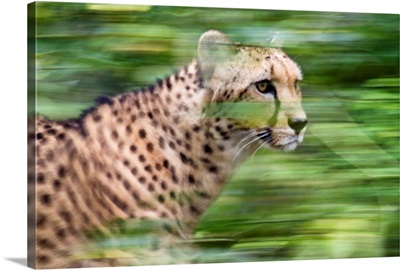 Cheetah running, Africa