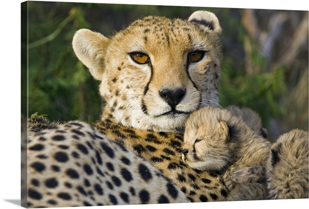 Cheetah (Acinonyx jubatus) thirteen day old cub resting against mother in nest, Maasai Mara Reserve, Kenya