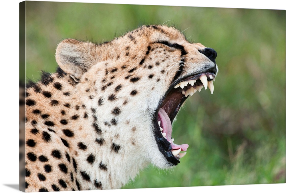 Cheetah yawning, El Karama Ranch, Kenya