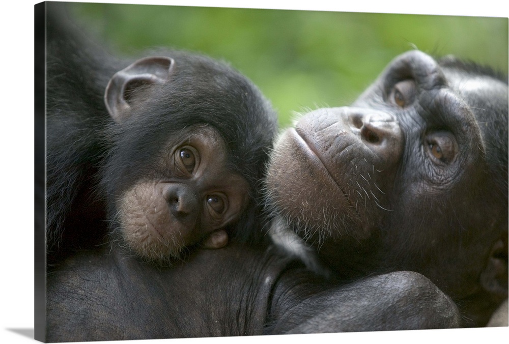 Chimpanzee (Pan troglodytes) adult female and infant, endangered, Pandrillus Drill Sanctuary, Cross River State, Nigeria